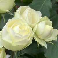 カモミール,カモミール,バラ,バラ,バラの画像