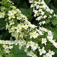 カシワバアジサイ,花言葉,繋がりに感謝✨,しあわせ運べるように,いつも心に太陽をの画像