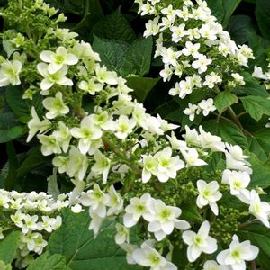 カシワバアジサイ,花言葉,繋がりに感謝✨,しあわせ運べるように,いつも心に太陽をの画像