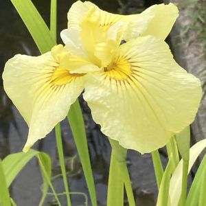 菖蒲,菖蒲,ショウブ,菖蒲（ショウブ）,ハナショウブ（花菖蒲）の画像
