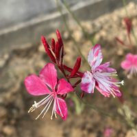 ガウラ,サルビア,ブルーサルビア,山野草,お散歩の画像