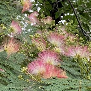 ネムノキ,ネムの花,ネムの花の画像
