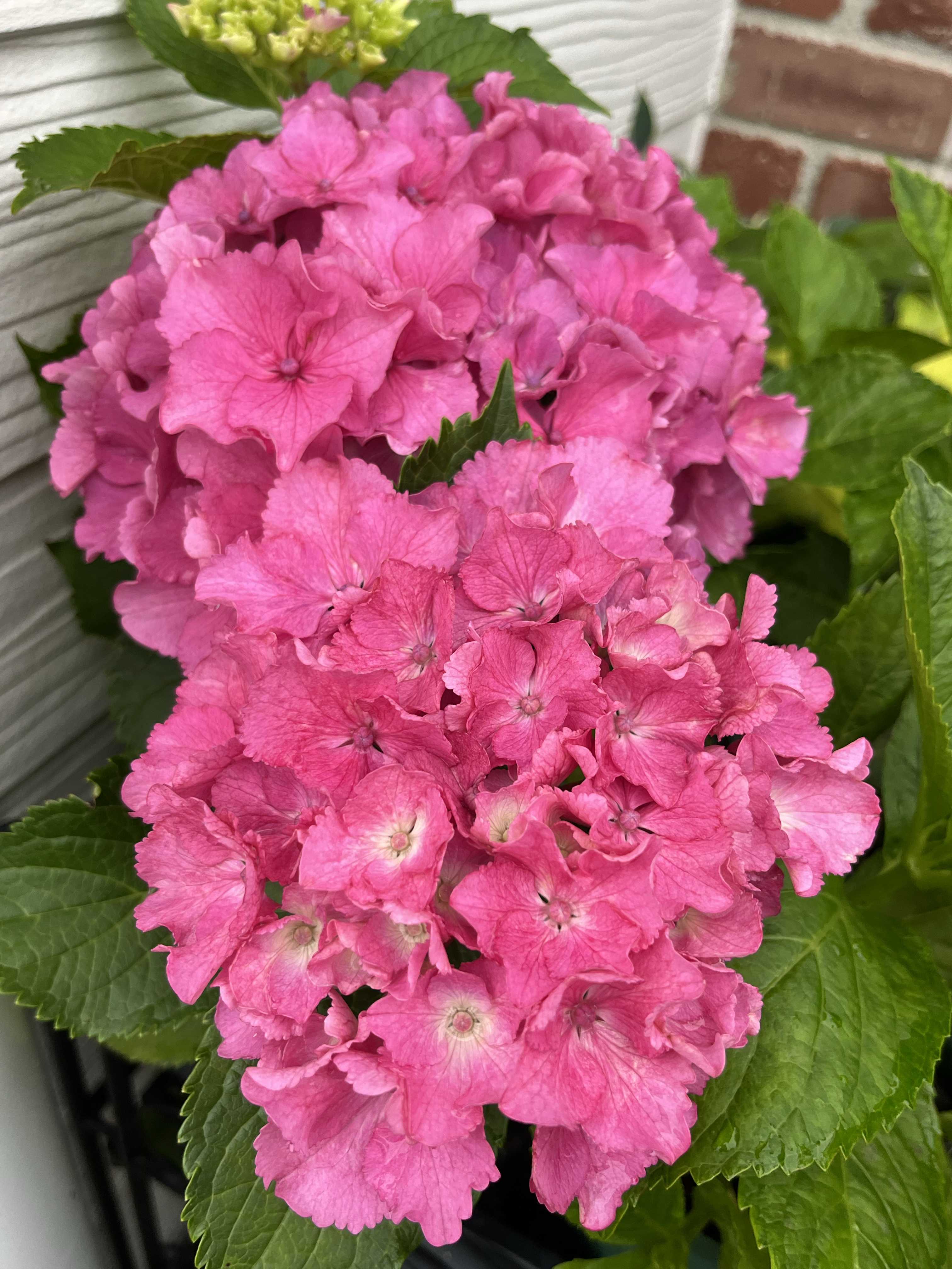 切り花輸入あじさいの一覧｜🍀GreenSnap（グリーンスナップ）