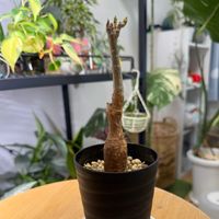 バオバブ,バオバブ,観葉植物,バオバブの木,観葉植物を楽しむの画像