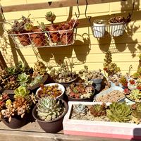 多肉植物,多肉寄せ植え,多肉大好き,ガーデニング,多肉棚の画像