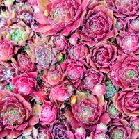 センペルビブム属,センペルビウム,センペルビヴム,紅葉する多肉,センペルビブムの画像