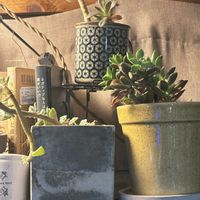 多肉植物,暴れ多肉,多肉生活,多肉植物のある暮らし,名前は不明の画像