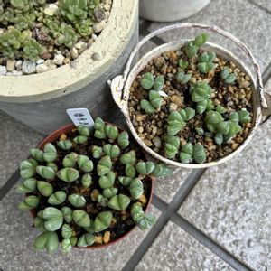 白檀,レーマニー,碧魚連(へきぎょれん),レッドタン,多肉植物の画像