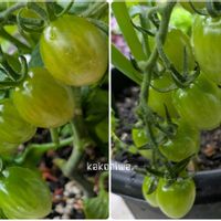 ミニトマト,夏野菜,家庭菜園の画像