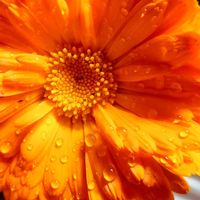 キンセンカ,キンセンカ（金盞花）,花のある暮らし,小さな庭♡の画像