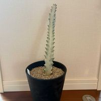 ホワイトゴースト,ユーフォルビア ホワイトゴースト,比較,植替え,黒い鉢の画像
