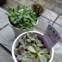 朧月,秋麗,シロボタンの画像