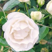 ルピナス,癒し,花のある暮らし,綺麗,大好きな花の画像