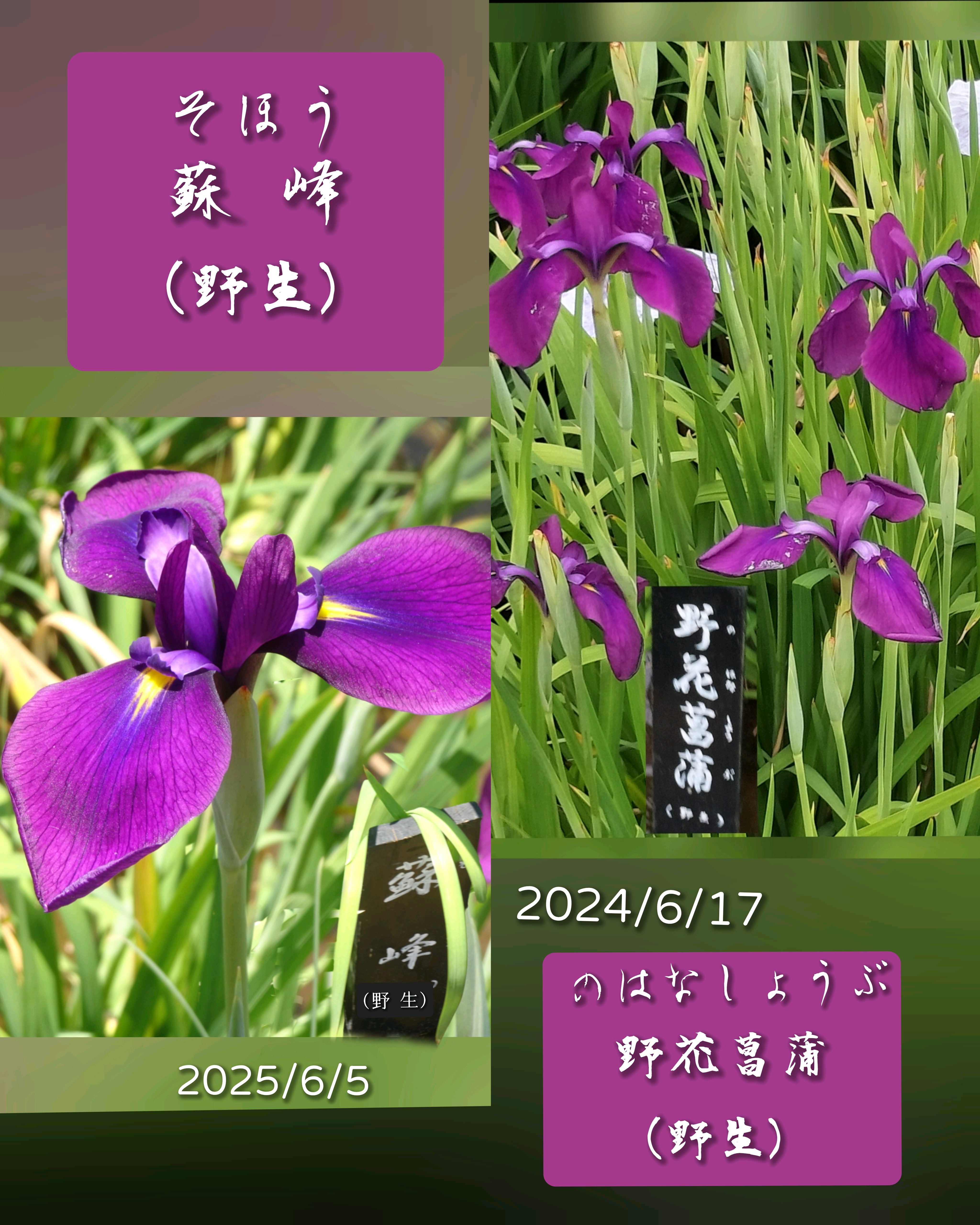堀切菖蒲園の花菖蒲✾2【江戸古花】【江戸】【伊勢】｜🍀GreenSnap