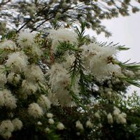 キノコ,ティーツリー,菌類,きのこ,お写散歩の画像