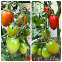 ミニトマト（アイコ）,夏野菜,家庭菜園,庭の画像