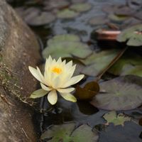 温帯スイレン,庭の花,花のある暮らし,植中毒,東北の画像