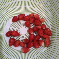 イチゴ,ニーム,ワイルドストロベリー,いちご,打倒ナメクジの画像
