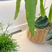 リプサス　ラムローサ,多肉植物,観葉植物,グリーンインテリア,癒しの画像