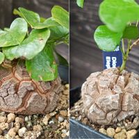 オーニソガラム,亀甲竜,アフリカ亀甲竜,オーニソガラム ヒスピダム,多肉植物の画像