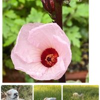 ローゼル,ローゼル,ワンワン祭り,愛犬と散歩( ᐡ ᵔᴥᵔ ᐡ ),小さな小さな庭∪^ェ^∪♡の画像