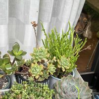 多肉植物いろいろ,ミニトマト こあまちゃん,ミ二バラ,おうち園芸,ワンワン祭りの画像