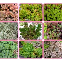 多肉植物,かわいい,多肉植物寄せ植えの画像