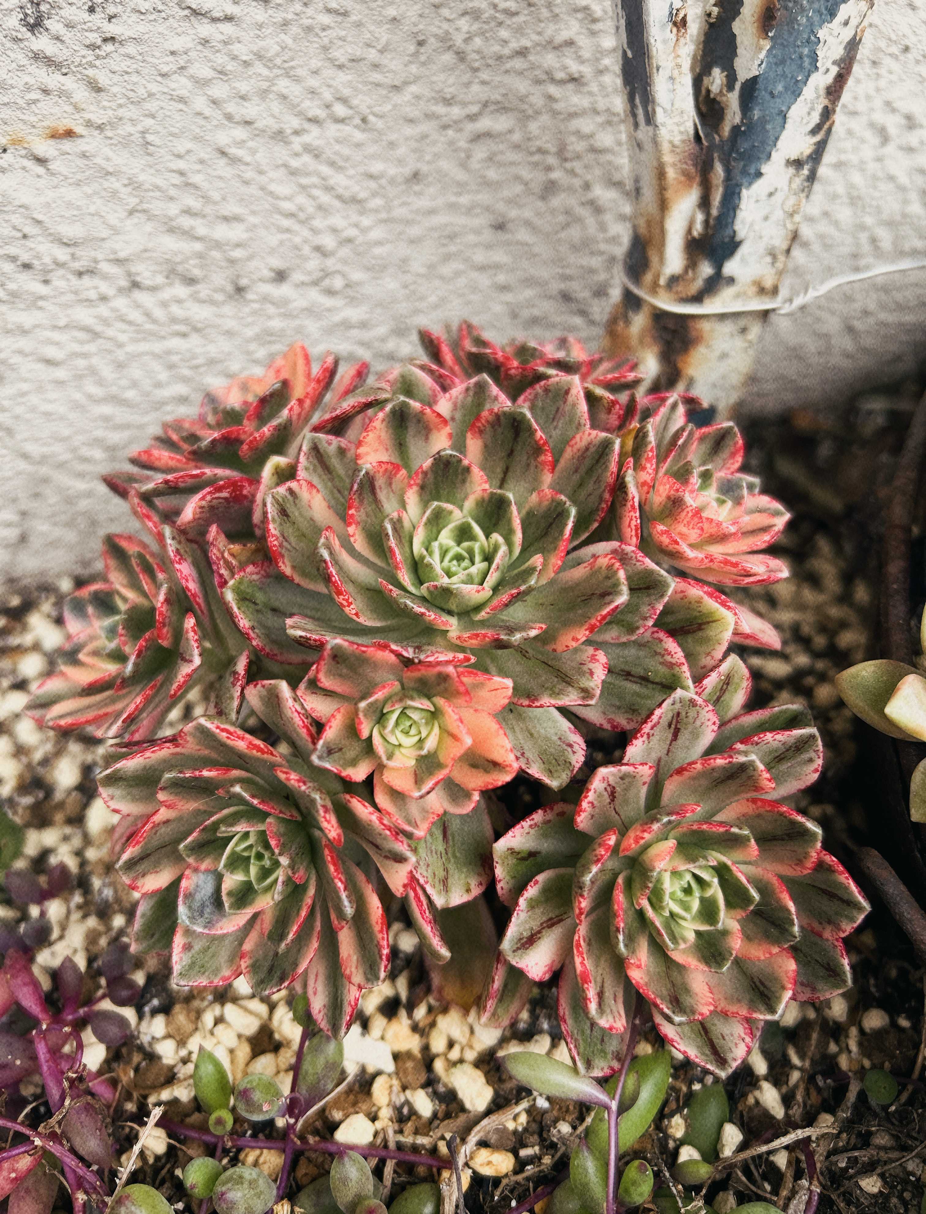 19#多肉植物アエオニウム錦❤️ブロンズメダル錦❤️23頭25cm 拔き苗 多肉植物 ブロンズメダル錦3 アエオニウム ポット発送 傷汚れ