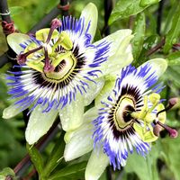 トケイソウ,トケイソウ,昨日のお花,ご近所さんの庭先,フェンスの画像