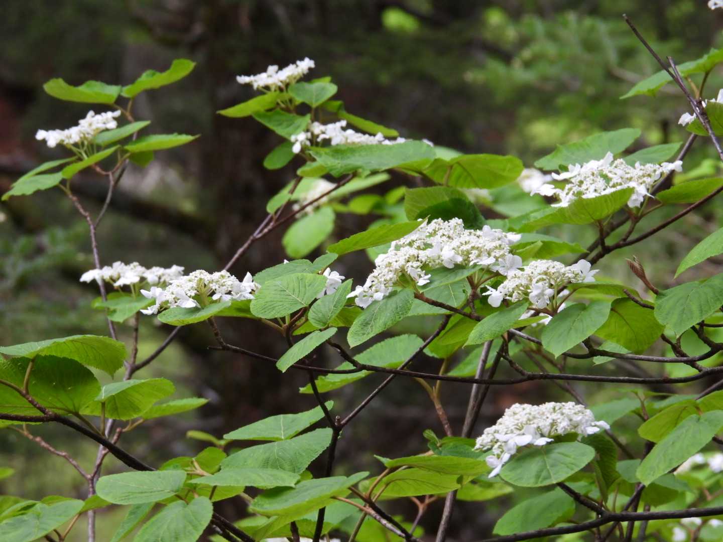 ムシカリの一覧｜🍀GreenSnap（グリーンスナップ）