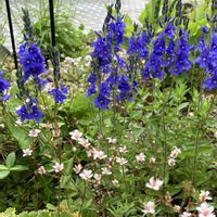 タマシャジン,宿根リナリア,宿根リナリア,モモバキキョウ(桃葉桔梗),ヒメケマンソウの画像