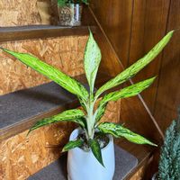 ディフェンバキア,ディフェンバキア・スターブライト,観葉植物,植え替え,サトイモ 科の画像