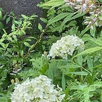 アナベル,オタフクナンテン,オタフクナンテン,アナベル  紫陽花,雨に輝くの画像
