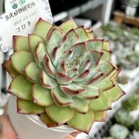 コロキ,リトルコンチ,多肉植物,葉挿し,エケベリア属の画像
