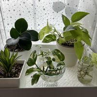 ペペロミア,ポトス,フィロデンドロン,ホヤ・カルノーサ・リップカラー,寄せ植えの画像