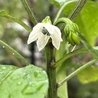 ししとう,鉢植え,花のある暮らし,夏野菜,綺麗な色の画像