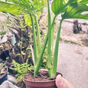 モンステラ,マドカズラ,モンステラ・フリードリヒスターリー,観葉植物,ガーデニングの画像