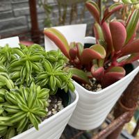 ペペロミア ニパドラ,ペペロミア　グラべオレンス,多肉植物,iPhone撮影,Aikoニパドラの画像