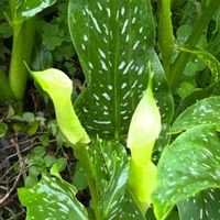 カラー,ビワ,フーセンカズラ,フーセンカズラ,白い花の画像