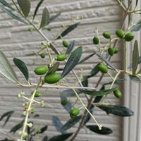 オリーブ,オリーブの実,オリーブ　ワラサ,ワラサ,家庭菜園の画像