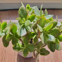 金のなる木,多肉植物,Yks_gardenの画像