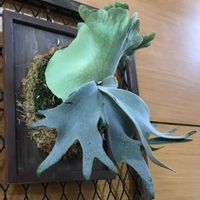 ビカクシダ,観葉植物,沖縄,ビカクシダのある暮らし,亜熱帯・熱帯植物の画像