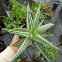 アロエ,アロエ シンカターナ,アロエ シンカターナ,アロエ・シンカターナ錦,多肉植物の画像