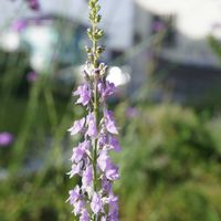 宿根リナリア プルプレア,三尺 バーベナ,花壇,ピンクの花,こぼれ種の画像