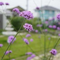 芝生, ベニシジミ, ベニシジミ,三尺 バーベナ,三尺 バーベナの画像