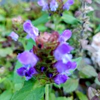 ヒメイワダレソウ,ウツボ草,山口県民,花壇,スマホ撮影の画像