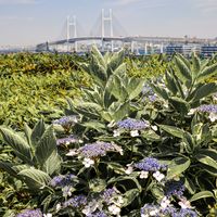 散歩,花壇,紫陽花 アジサイ あじさい,花いろいろ,ガーデンネックレス横浜2025コンテストの画像