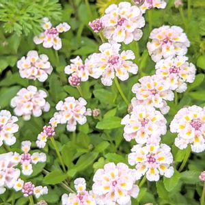 リッピア,ヒメイワダレソウ,リッピア（ヒメイワダレソウ）,グランドカバー,お花の画像