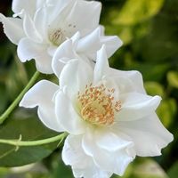 アイスバーグ,アイスバーグ,鉢植え,挿し木,花のある暮らしの画像