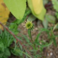 エキナセア,エキナセア ミニベル,エキナセア キャロットケーキ,地植え,花壇の画像